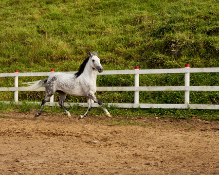 beautiful horse galloping free in the stable in the rest. Chivalry
