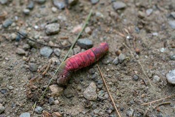 pink grub