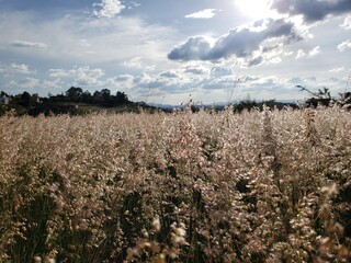 Obraz premium Las flores