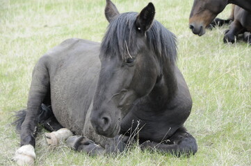 Fototapeta premium portrait of a horse