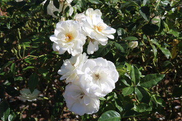 white rose bush