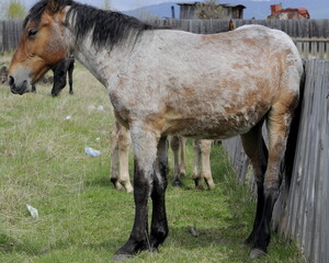two horses on a meadow