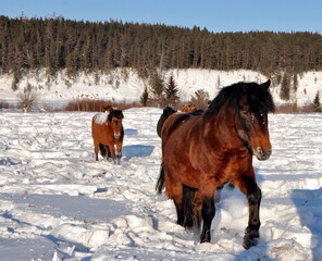 horse in winter