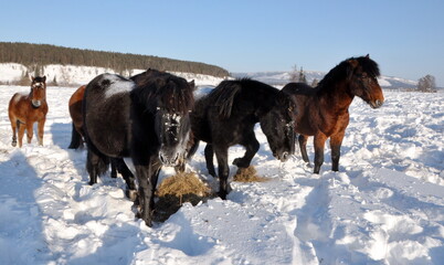 horses in snow