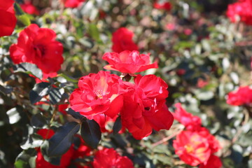 red flowers in garden