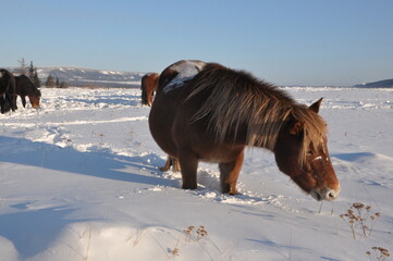 horse in winter