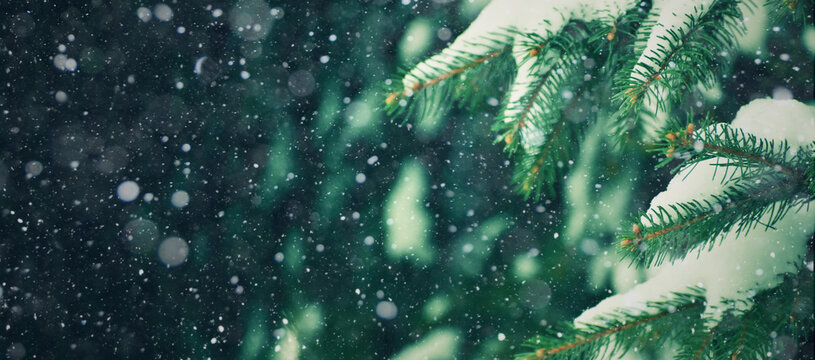 Beautiful Christmas Background with Fresh Fir Tree and Falling Snow. Winter Holiday Texture of Green Spruce Branches Covered with Snow on Dark Festive Background Template. Christmas Holiday Horizontal