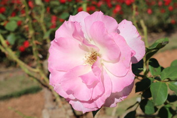 pink rose flower