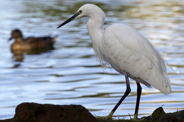 Aigrette à l'affût sur les rives d'un étang