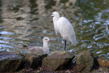 Aigrette à l'affût sur les rives d'un étang