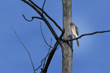 Cooper’s Hawk perched on a branch under a blue sky