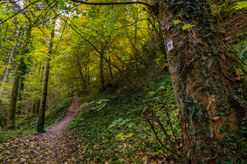 Fantastic autumn hike along the Aachtobel to the Hohenbodman observation tower