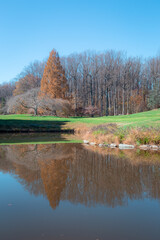 autumn, landscape, lake, nature,pine