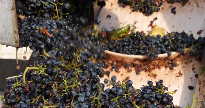 Grapes on conveyer Belt. Pic Saint Loup, Occitanie, France . Modern winery, sorting purple grapes for making wine