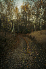 Obraz premium path in autumn forest