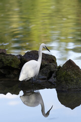 Aigrette à l'affût sur les rives d'un étang