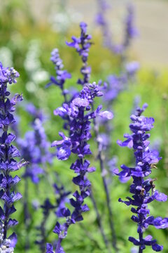 pretty lavender flower image fit for walpaper and background