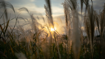 White grass shot against sun at sunset, in Seoul, South Korea