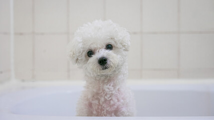 White puppy waiting for a bath, in Seoul, South Korea