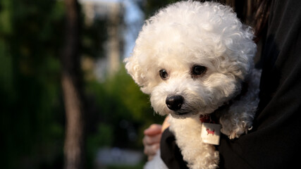 white puppy watching a camera, South Korea