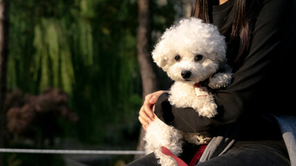 white puppy watching a camera, South Korea