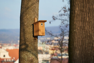Bird feeder on a tree trunk in sunny weather
