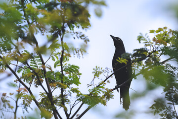 crow