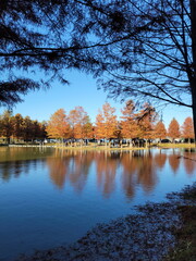 the trees of Metasequoia by the lake and the shadows reflected in the water.