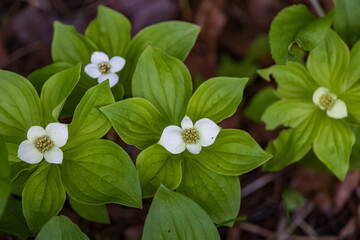 Dwarf dogwood blossoms, close-up