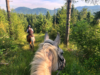 Closeup view of the back of a white horse and a brown horse with riders in a field