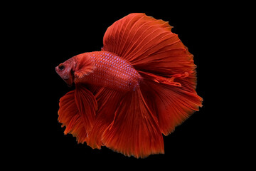 Red betta fish spread tail-feathers, siamese fighting fish, betta splendens (Halfmoon betta) isolated on black background.