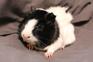 fluffy Guinea pig funny pet sitting rodent