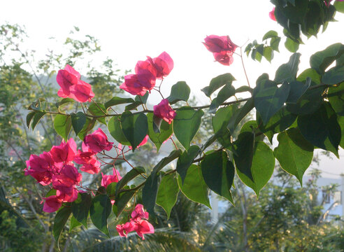 Bougainvillea