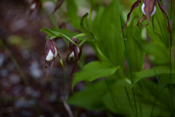 Mountain Lady's slipper wildflower close-up
