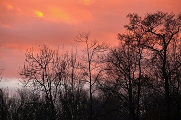 Fototapeta na wymiar Bare trees branches twilight sky