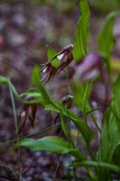 Mountain Lady's slipper wildflower close-up
