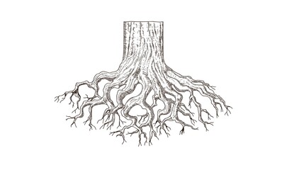 tree roots drawing