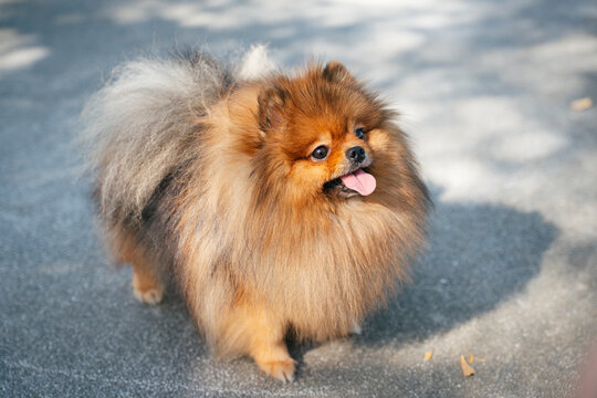 Pomeranian spitz dog walking in the park.