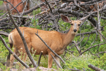 Mule Deer in a Mountain Forest
