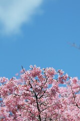 ３月頃に咲く早咲の一種でオカメ桜という桜です
