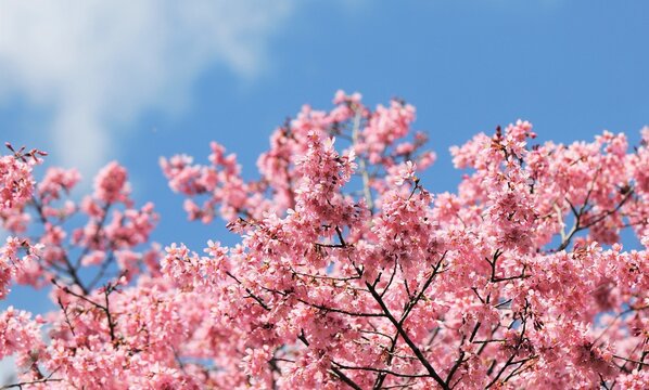 180 最適な オカメ 画像 ストック写真 ベクター Adobe Stock