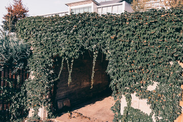 Closeup of a pathway on a street covered all in leaves and plants