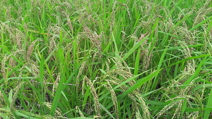 Rice ready for harvest in the Ubud village of Bali