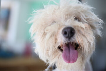 happy dog taking a grooming services 