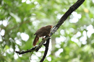 jungle babbler