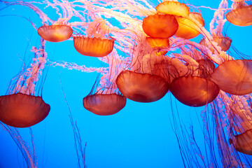Amazing jellyfish shaped like bells and very colorful floating through bright blue water in a fish...
