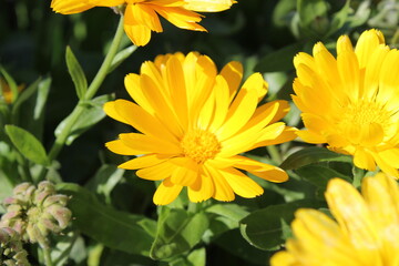 Calendula flowers still blooming in late fall