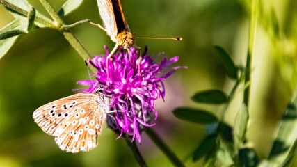 Macro of a beautiful blue butterfly on a flower