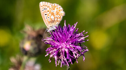 Macro of a beautiful blue butterfly on a flower