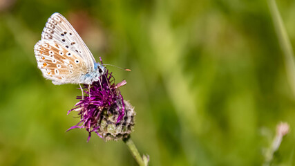 Macro of a beautiful blue butterfly on a flower